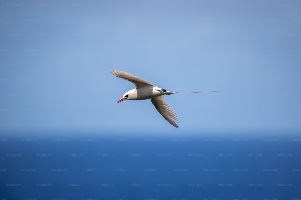 a white bird flying over the ocean on a clear day