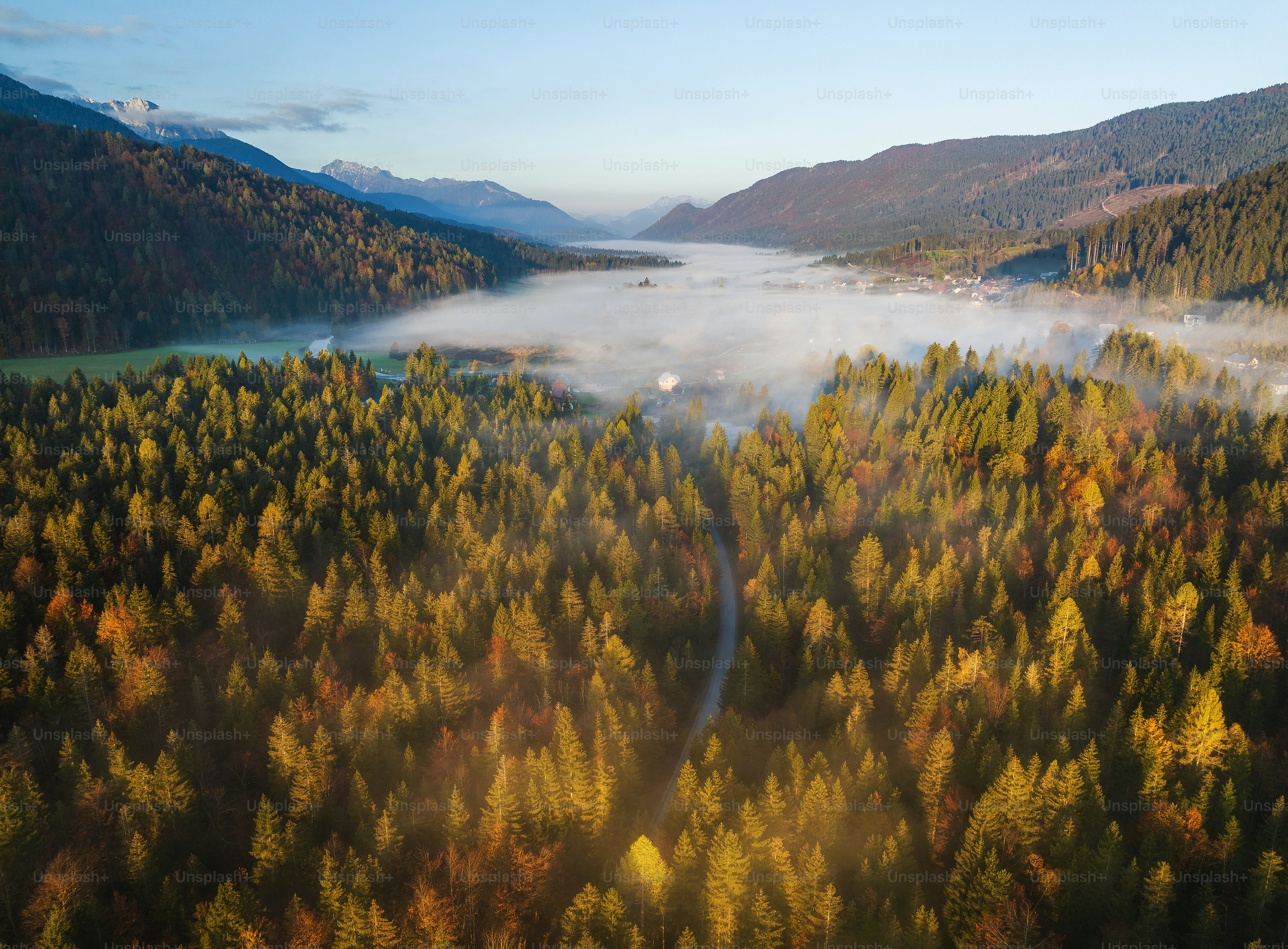 An aerial view of a forest with a river running through it photo ...