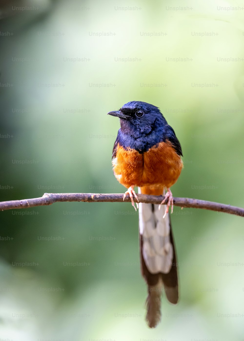 un piccolo uccello blu e arancione seduto su un ramo