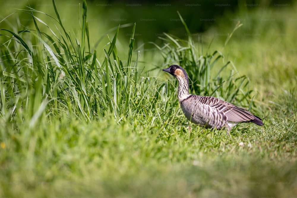 Un uccello è in piedi nell'erba alta