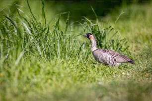 Ein Vogel steht im hohen Gras