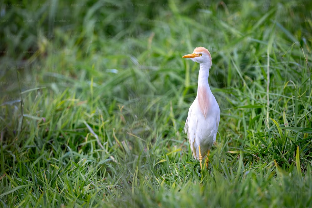 Un pájaro blanco y rosado parado en la hierba