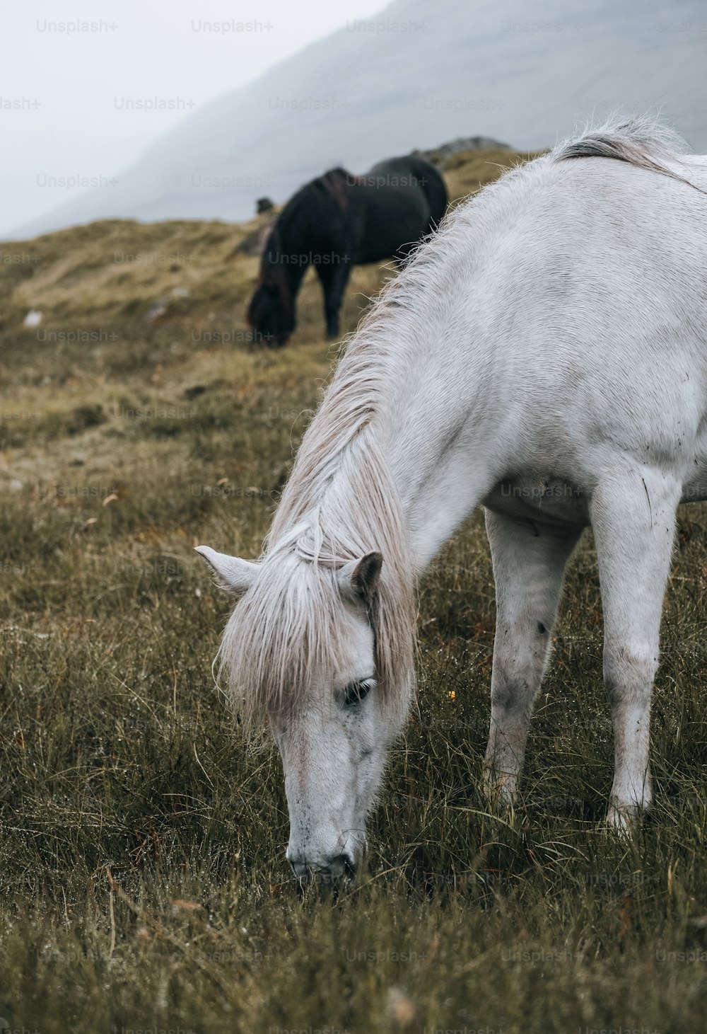un cheval blanc mangeant de l’herbe dans un champ