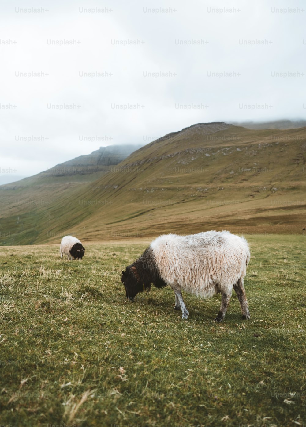 Un couple de moutons debout au sommet d’un champ verdoyant