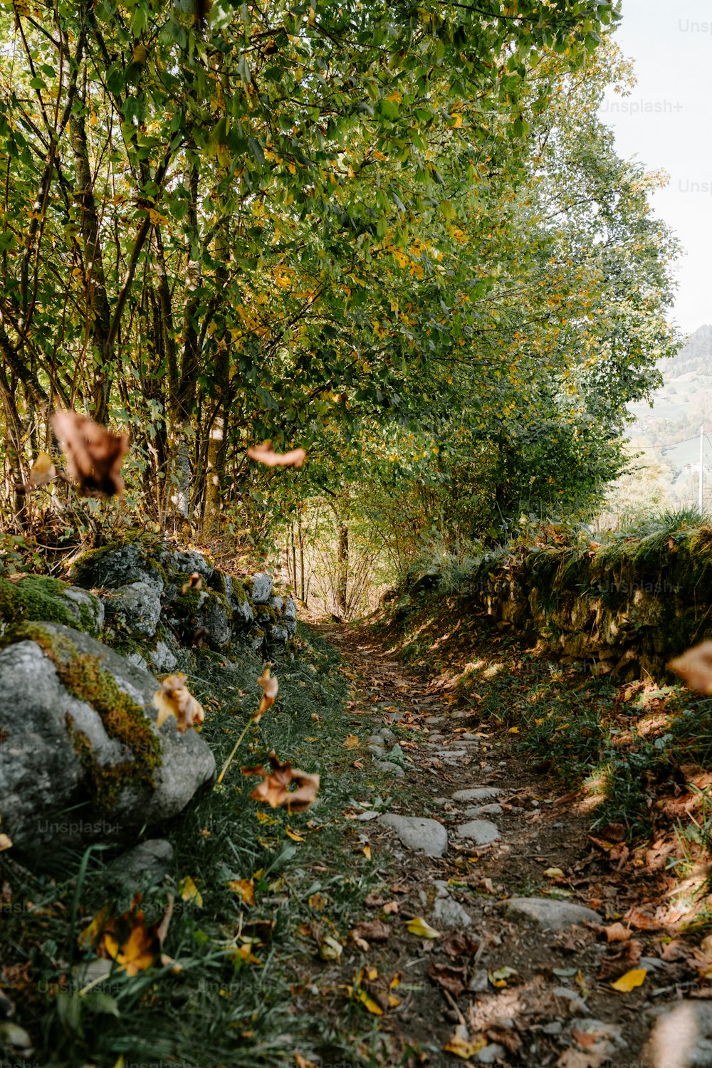 um caminho de terra cercado por árvores e pedras