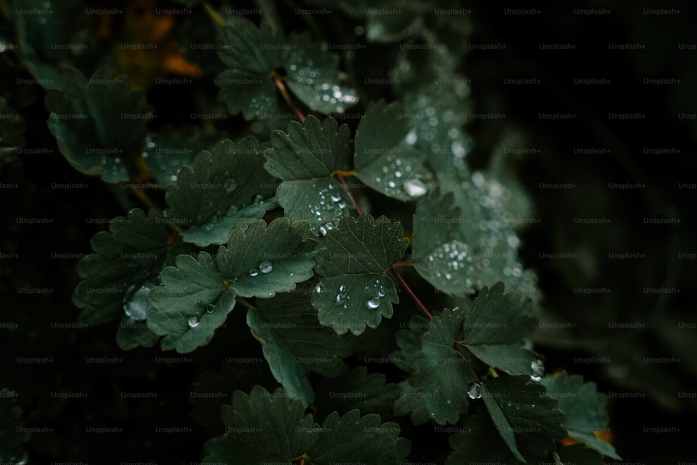 a close up of a plant with water droplets on it