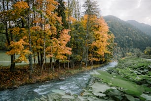 Un fiume che attraversa una lussureggiante foresta verde