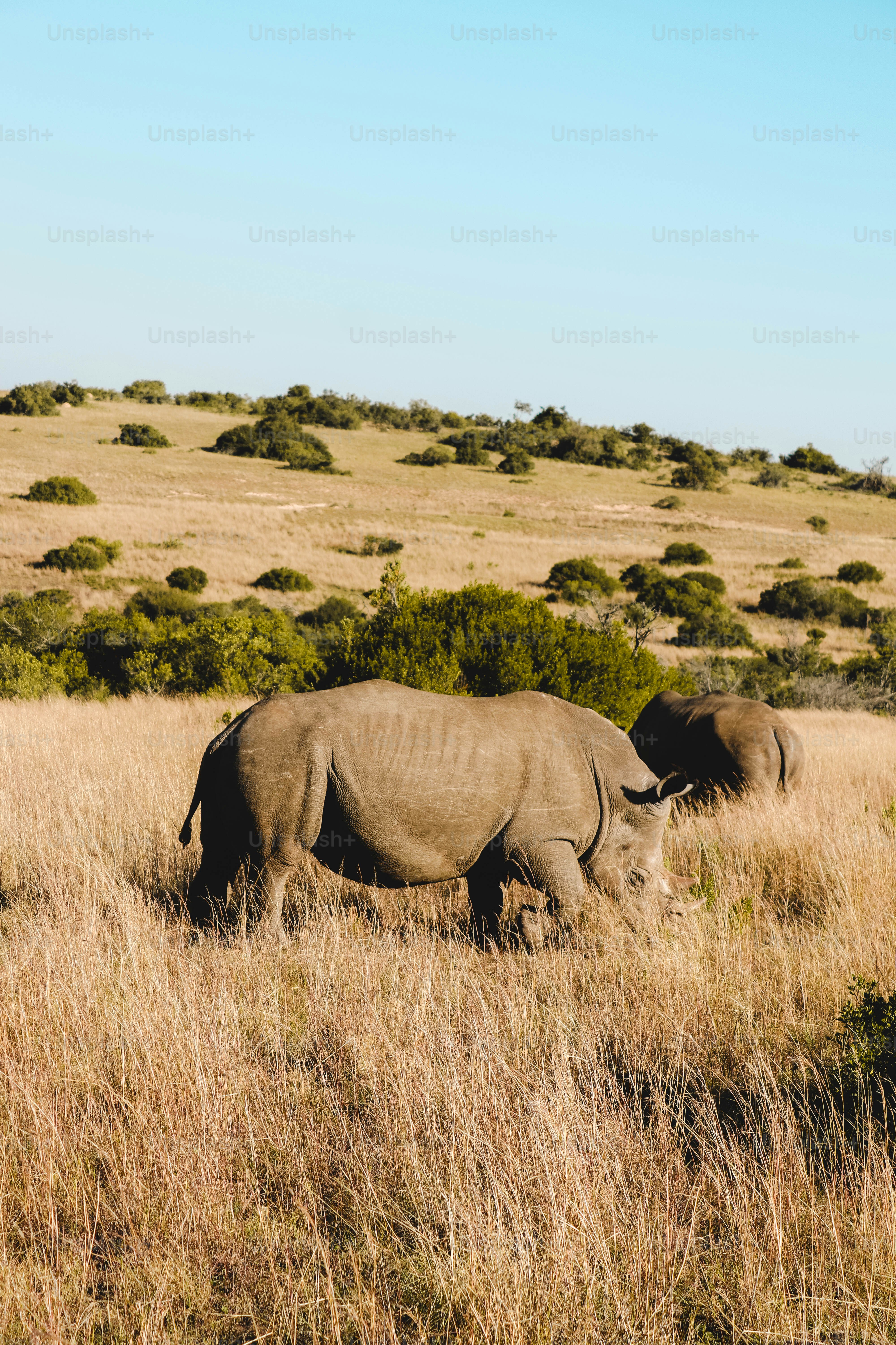a couple of elephants walking across a dry grass field
