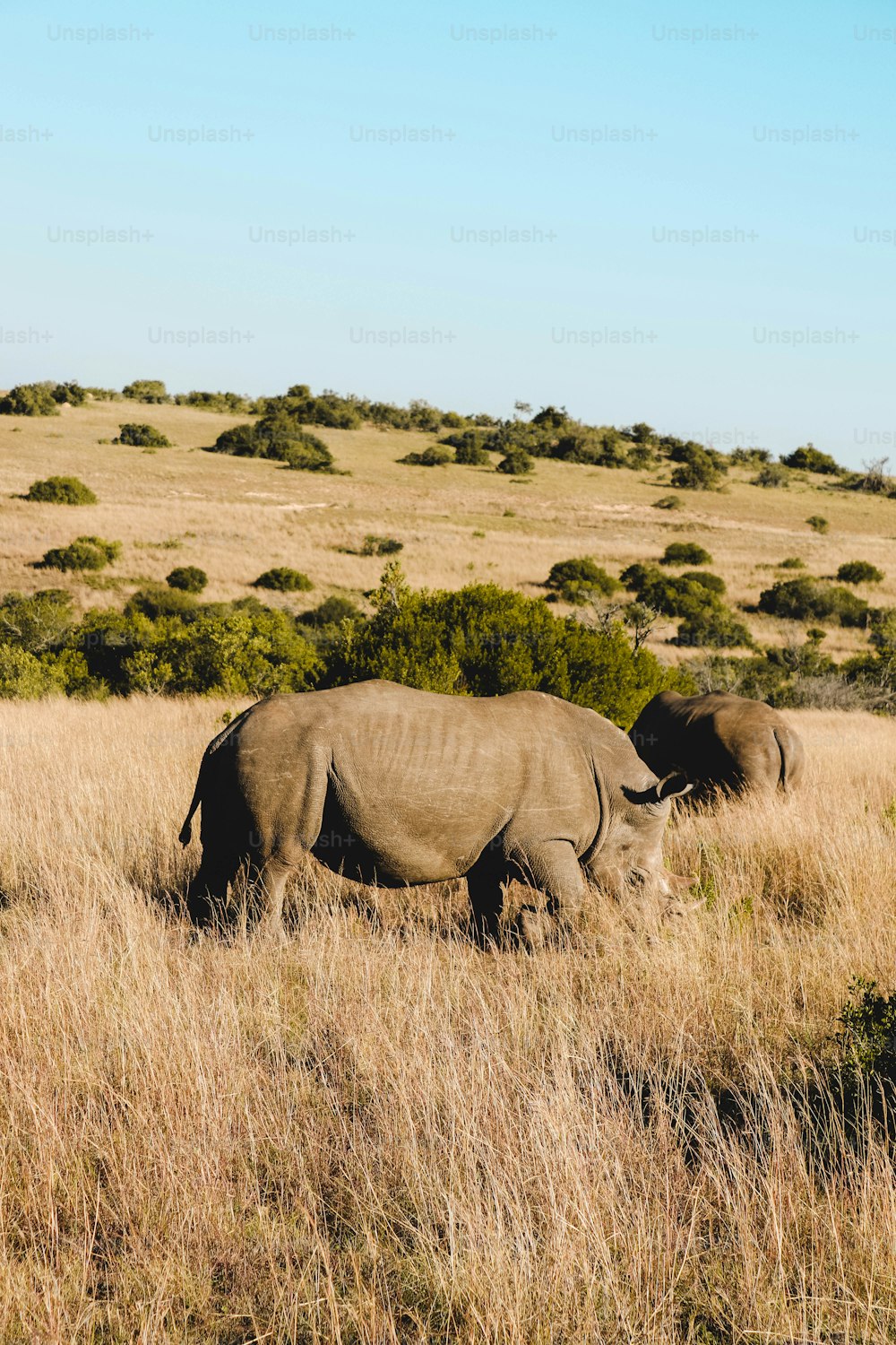 a couple of elephants walking across a dry grass field