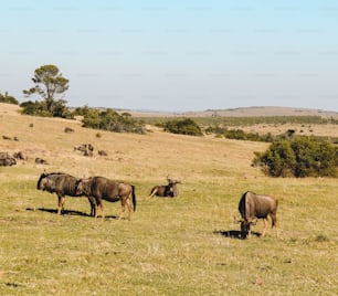 a herd of animals grazing on a lush green field