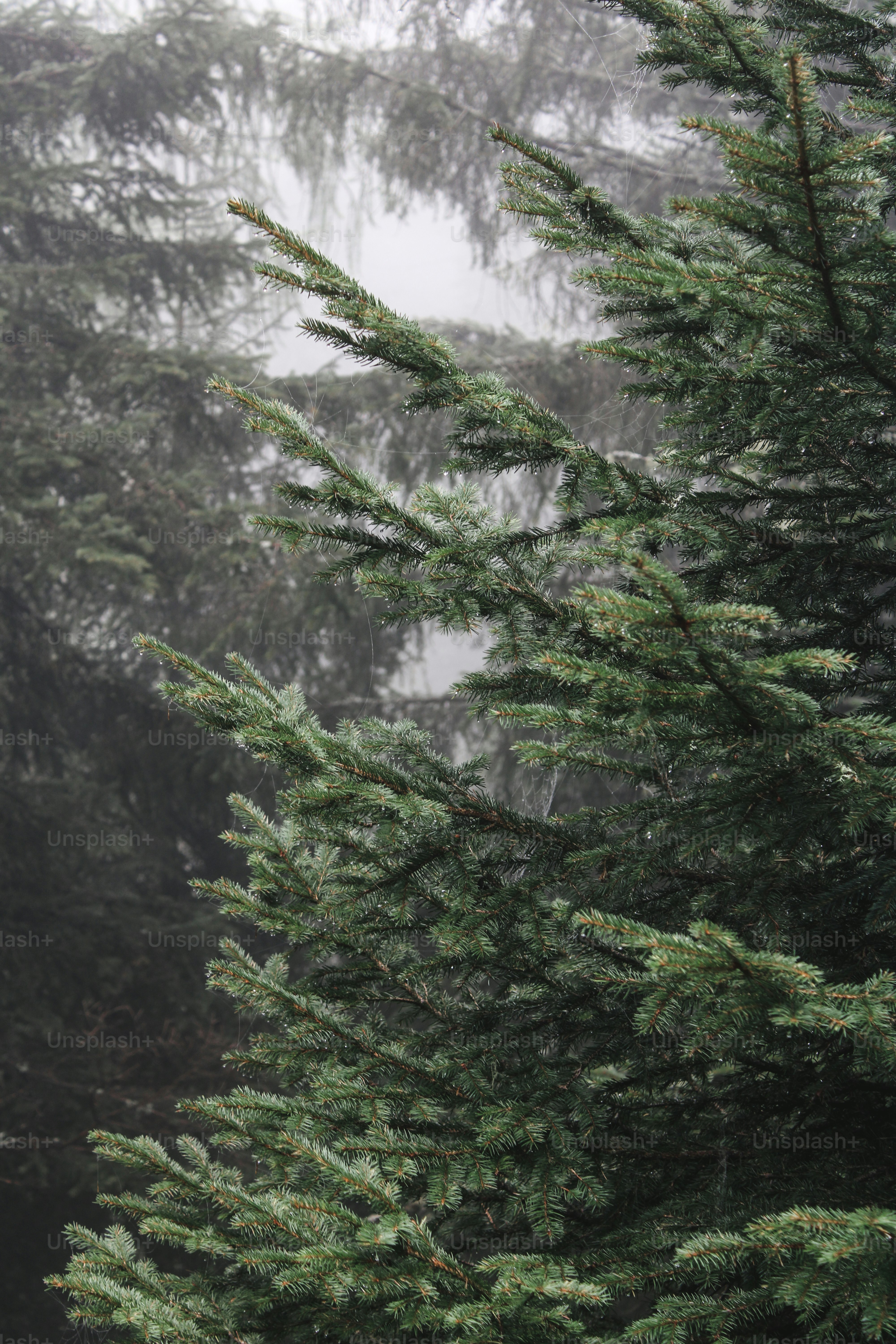 Un pájaro posado en un árbol bajo la lluvia
