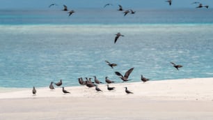 Une volée d’oiseaux survolant une plage de sable