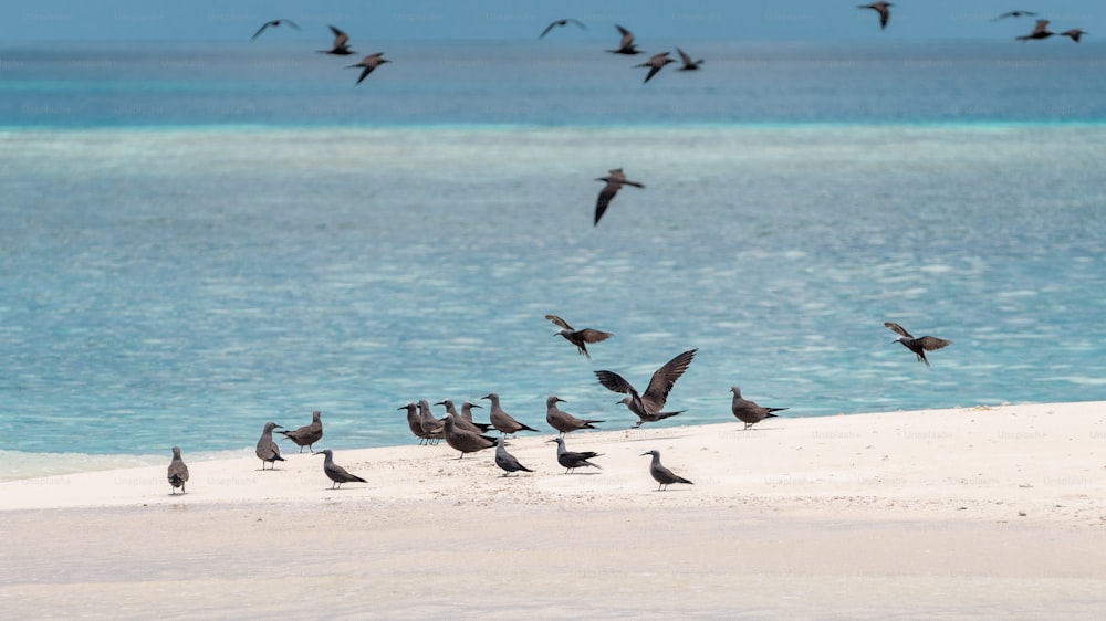 um bando de pássaros voando sobre uma praia de areia