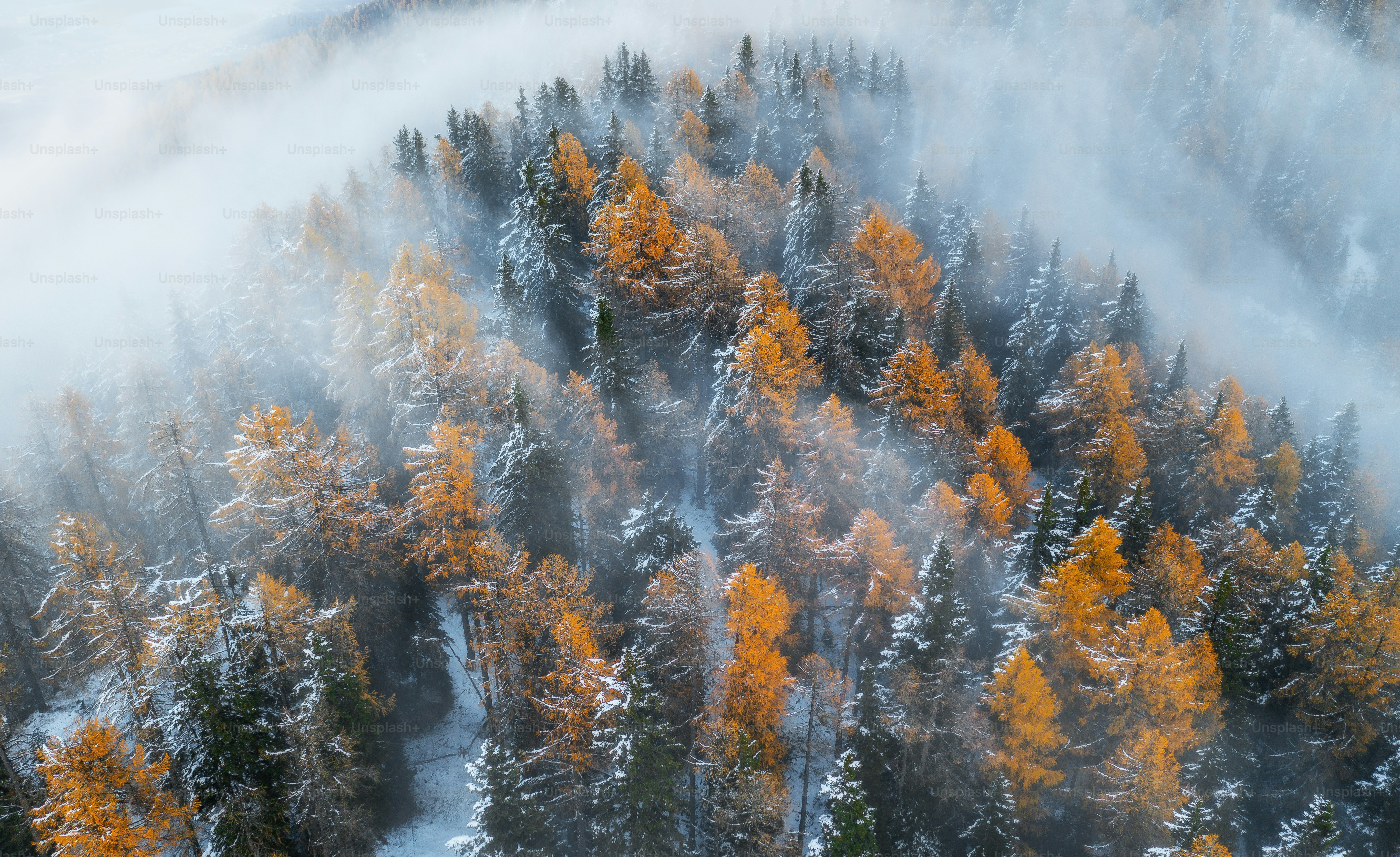 an aerial view of a forest covered in snow