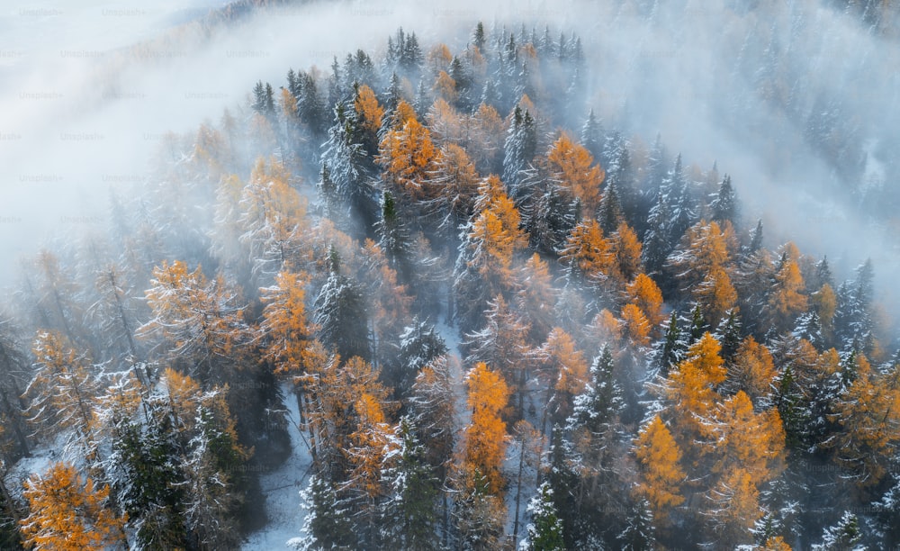 an aerial view of a forest covered in snow