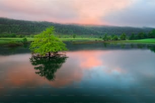 a lone tree in the middle of a lake