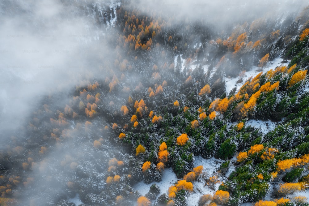 an aerial view of a forest covered in snow