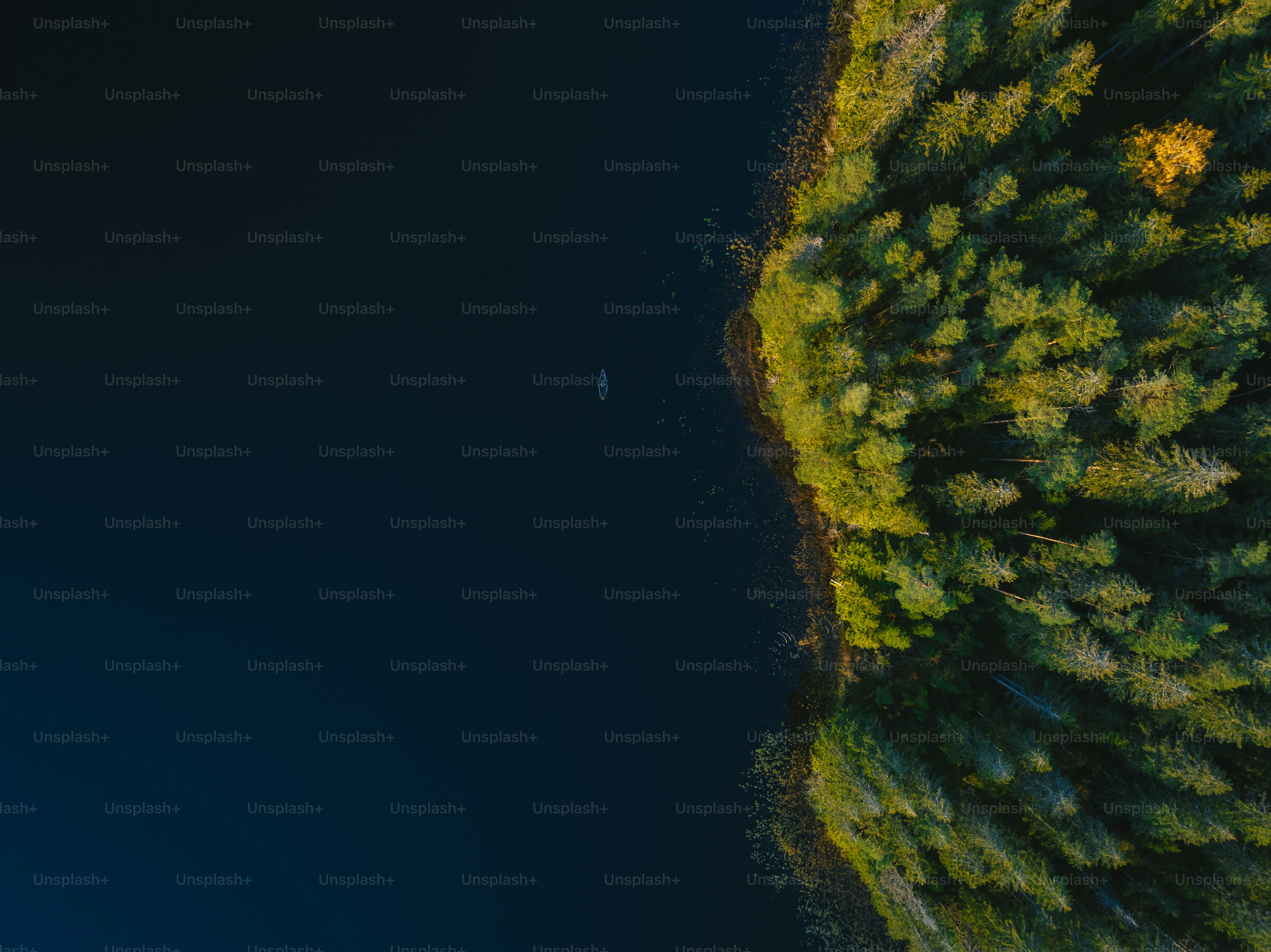 an aerial view of a forest and a body of water