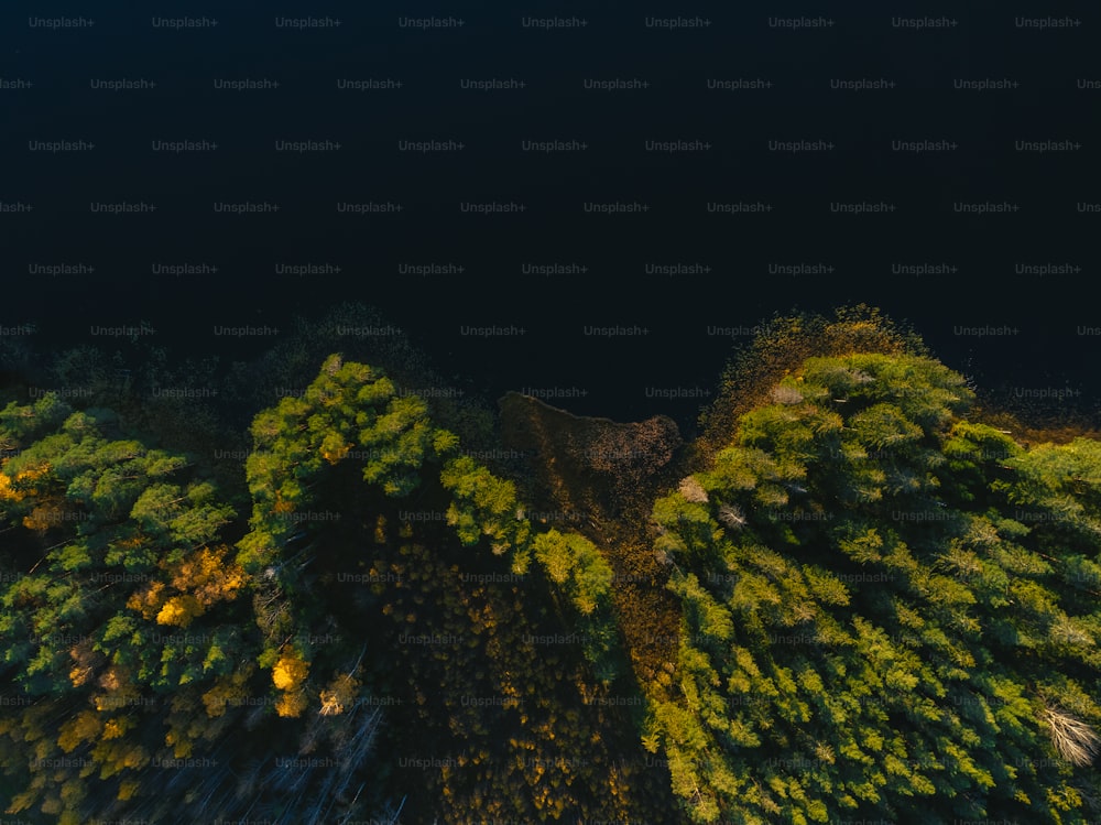 una veduta aerea di una foresta di notte