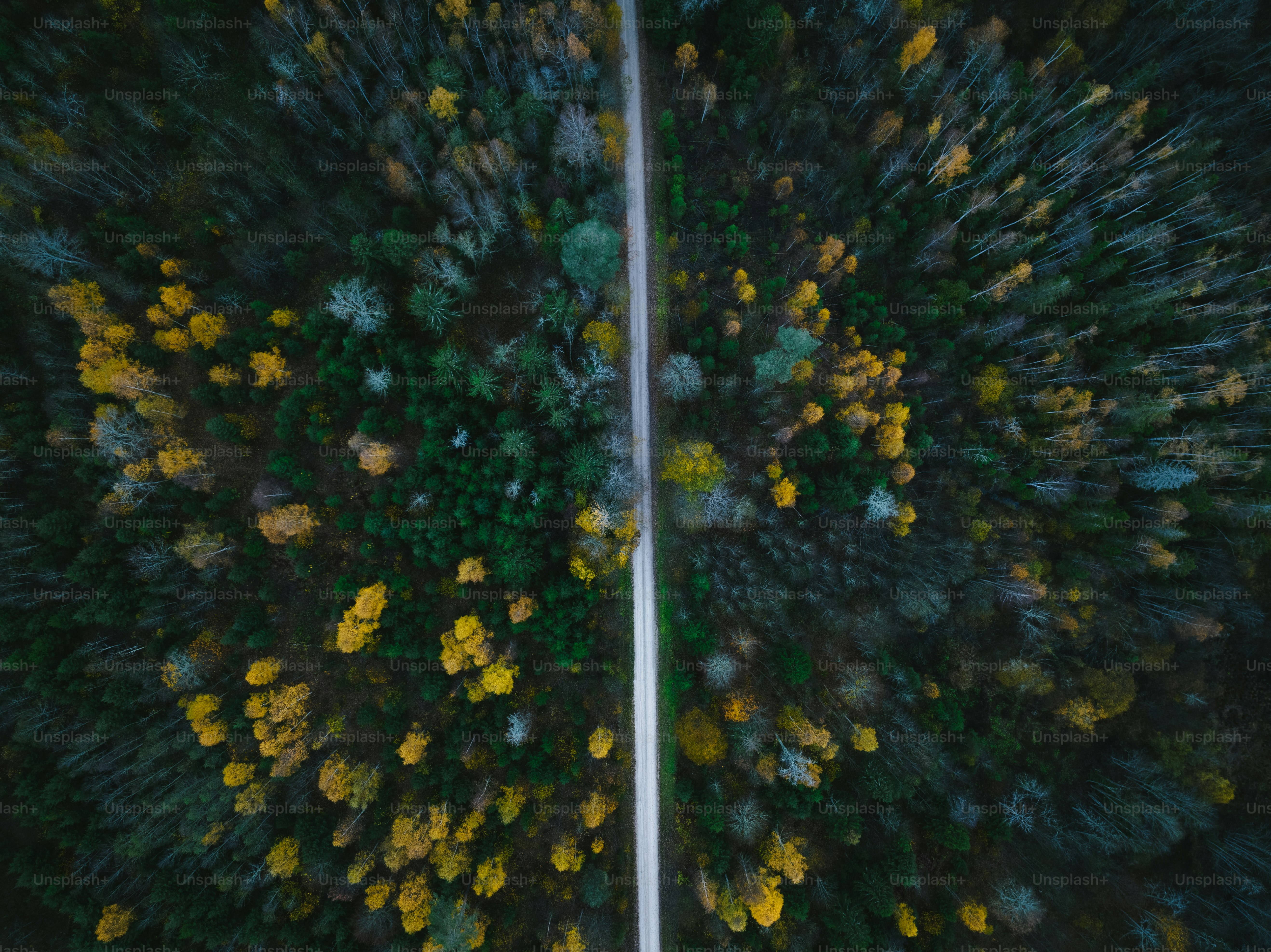 an aerial view of a road surrounded by trees