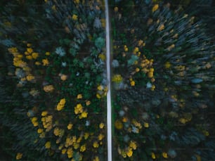 an aerial view of a road surrounded by trees