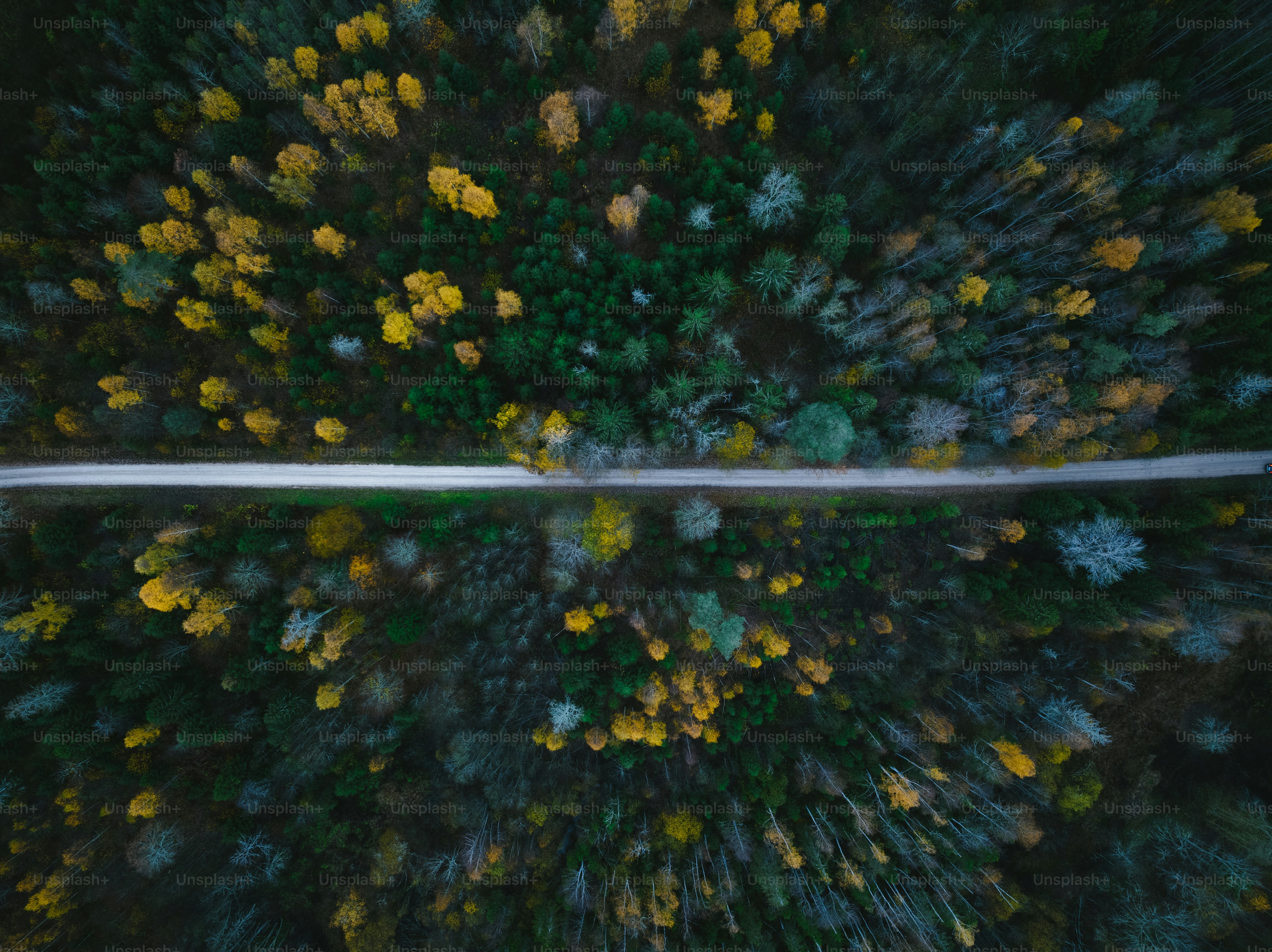 숲 한가운데에 있는 도로의 조감도