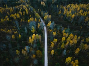 an aerial view of a road in the middle of a forest