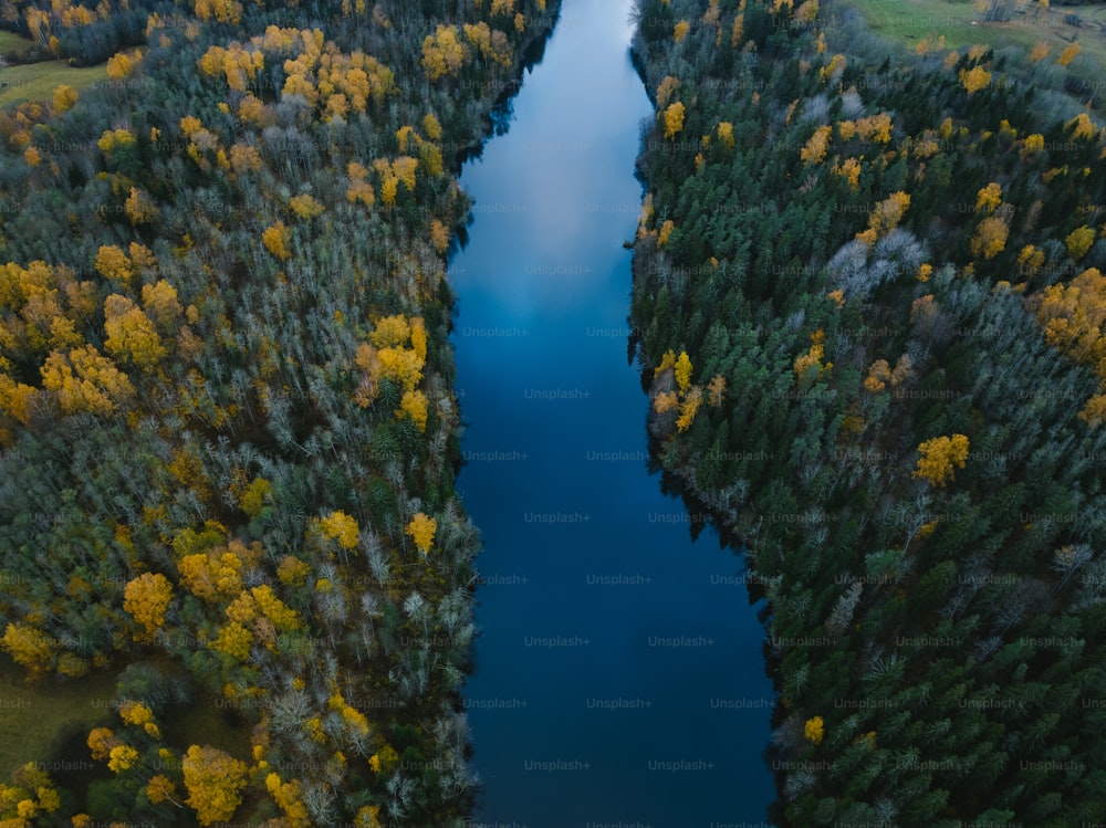 a river running through a lush green forest