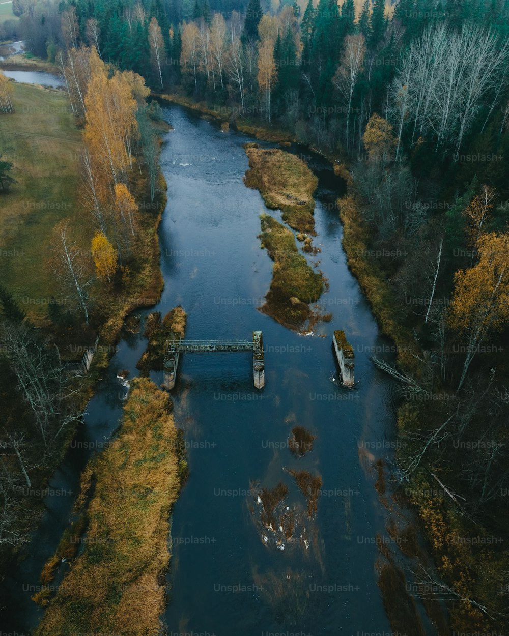 a river running through a lush green forest