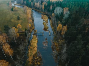 울창한 녹색 숲을 흐르는 강