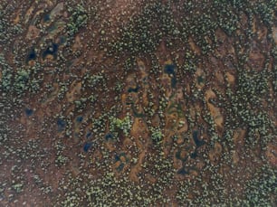 an aerial view of a dirt field with green plants