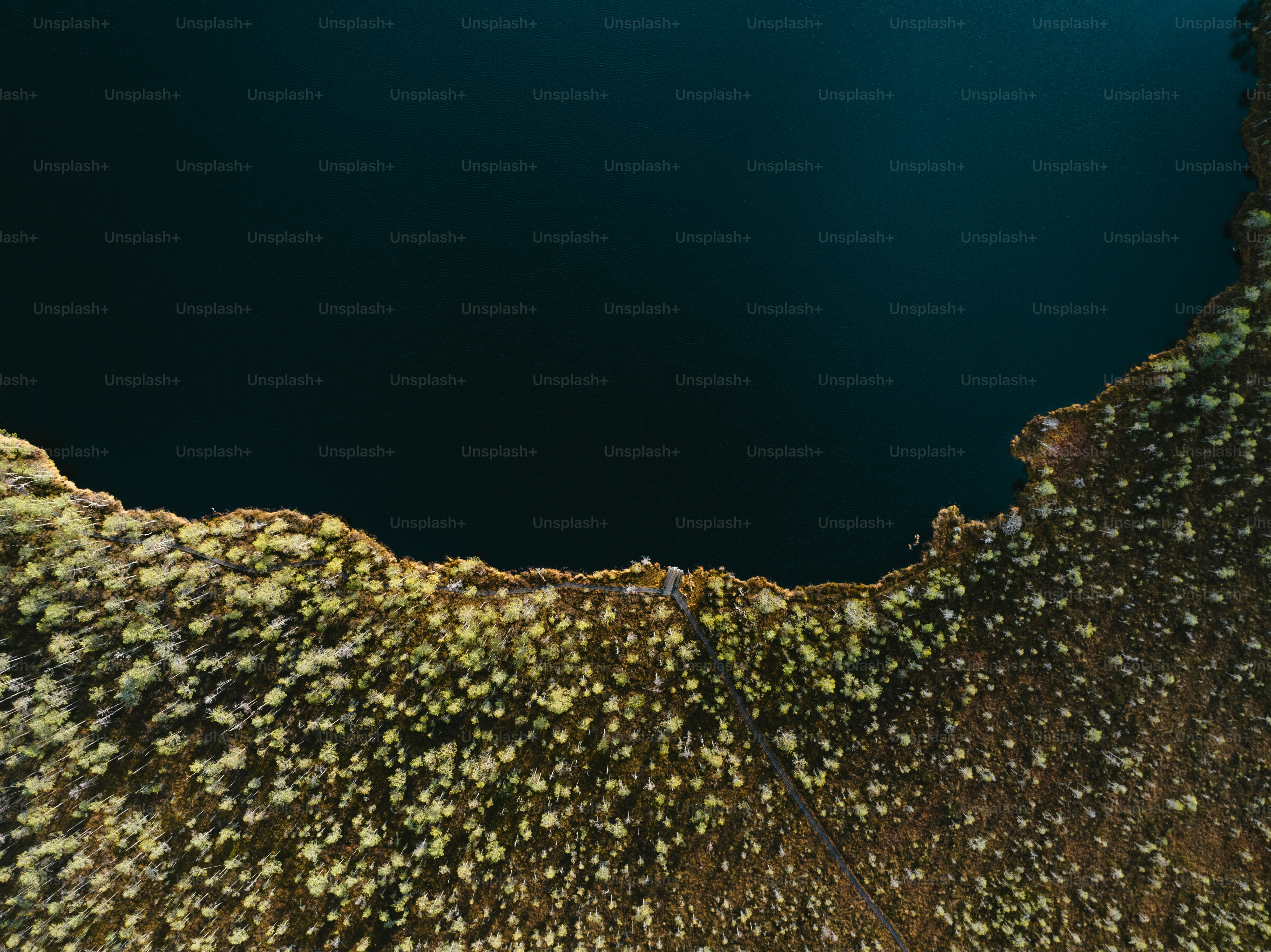 eine luftaufnahme eines baumes mit einem blauen himmel im hintergrund