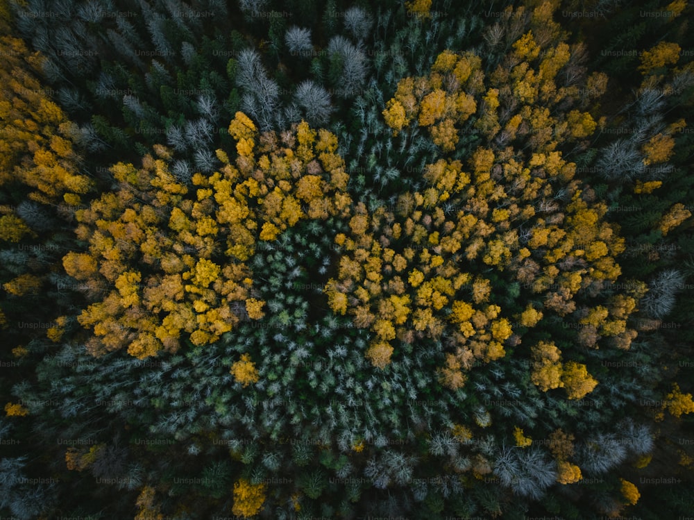 an aerial view of a forest with yellow and green trees
