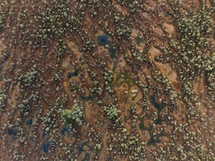 an aerial view of a dirt field with small trees