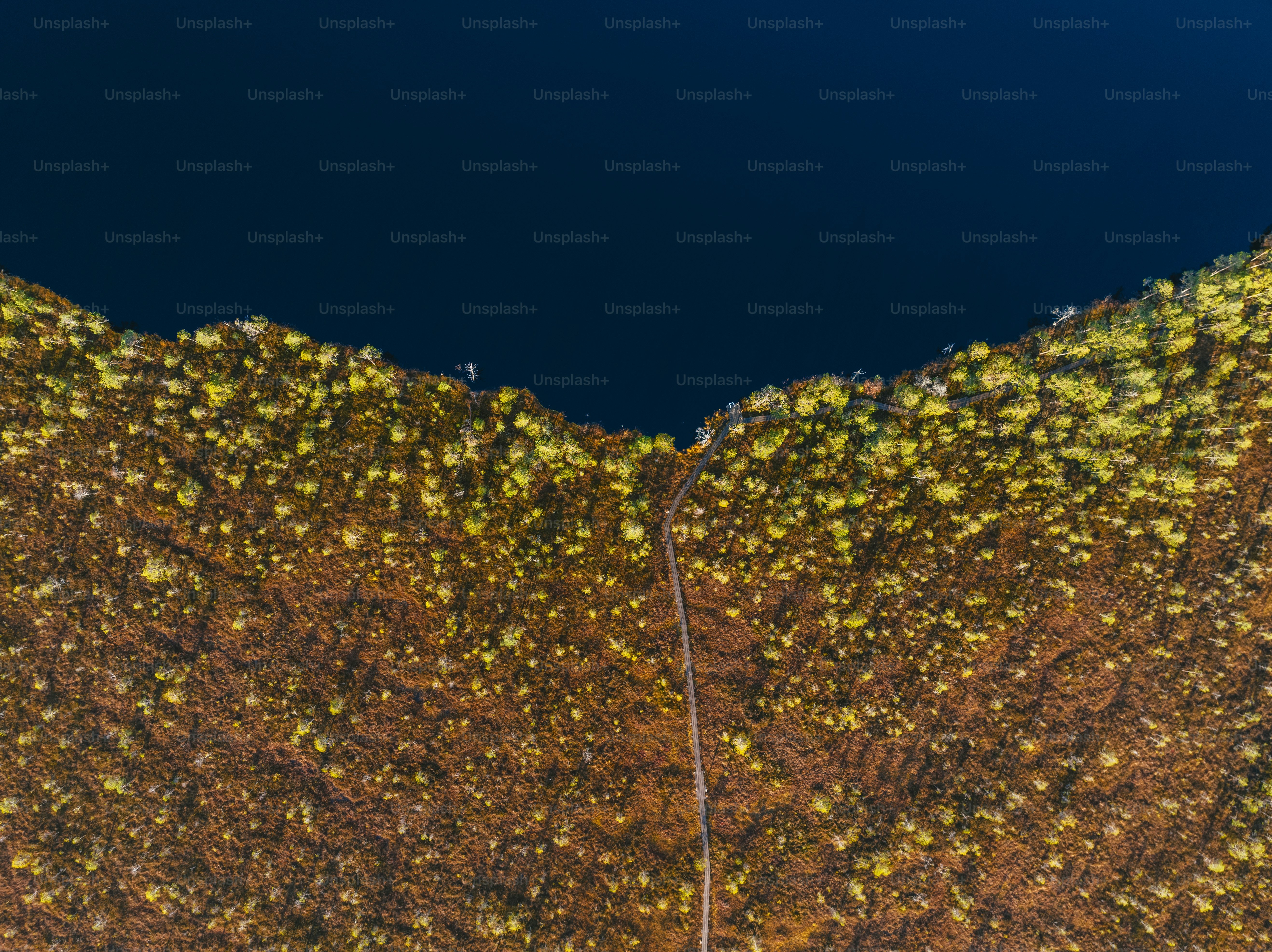 uma vista aérea de uma encosta coberta de árvores