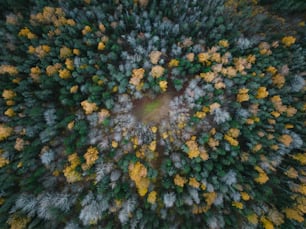 an aerial view of a forest with lots of trees