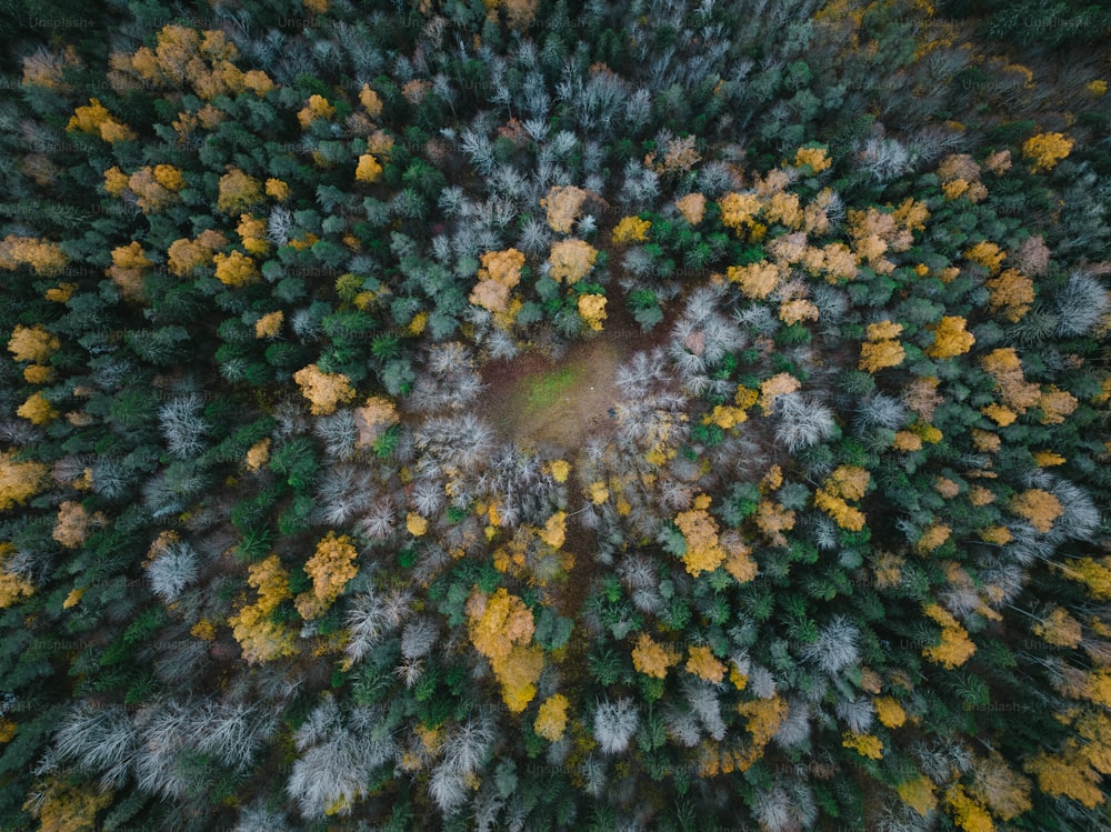 an aerial view of a forest with lots of trees