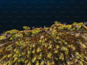 a bird's eye view of a forest with a body of water in the