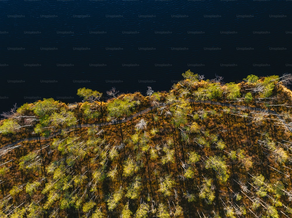 uma visão panorâmica de uma floresta com um corpo de �água no