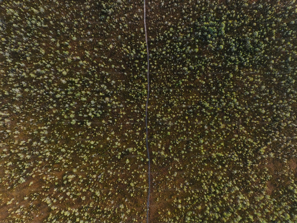 una veduta aerea di un campo con alberi