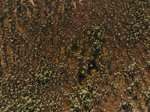 una veduta aerea di un campo con alberi ed erba