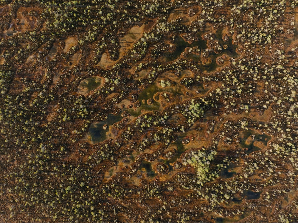 Una vista ravvicinata di una superficie marrone e verde