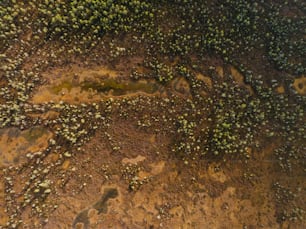 an aerial view of a dirt field with green plants