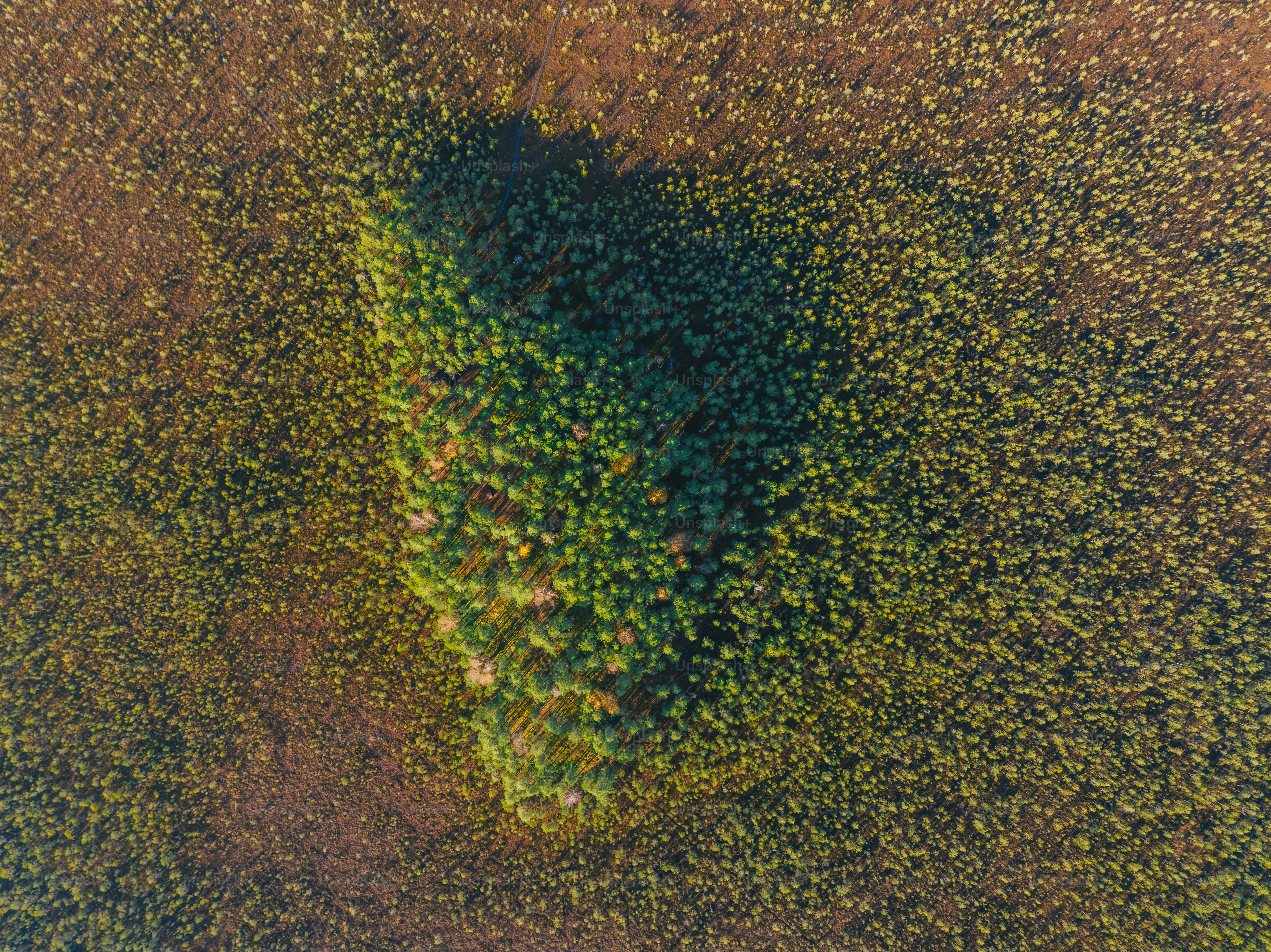 An aerial view of a tree in the middle of a field photo – Nature Image ...