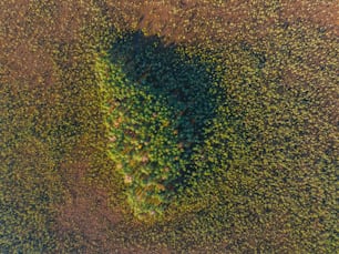 an aerial view of a tree in the middle of a field