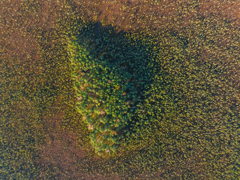 an aerial view of a tree in the middle of a field