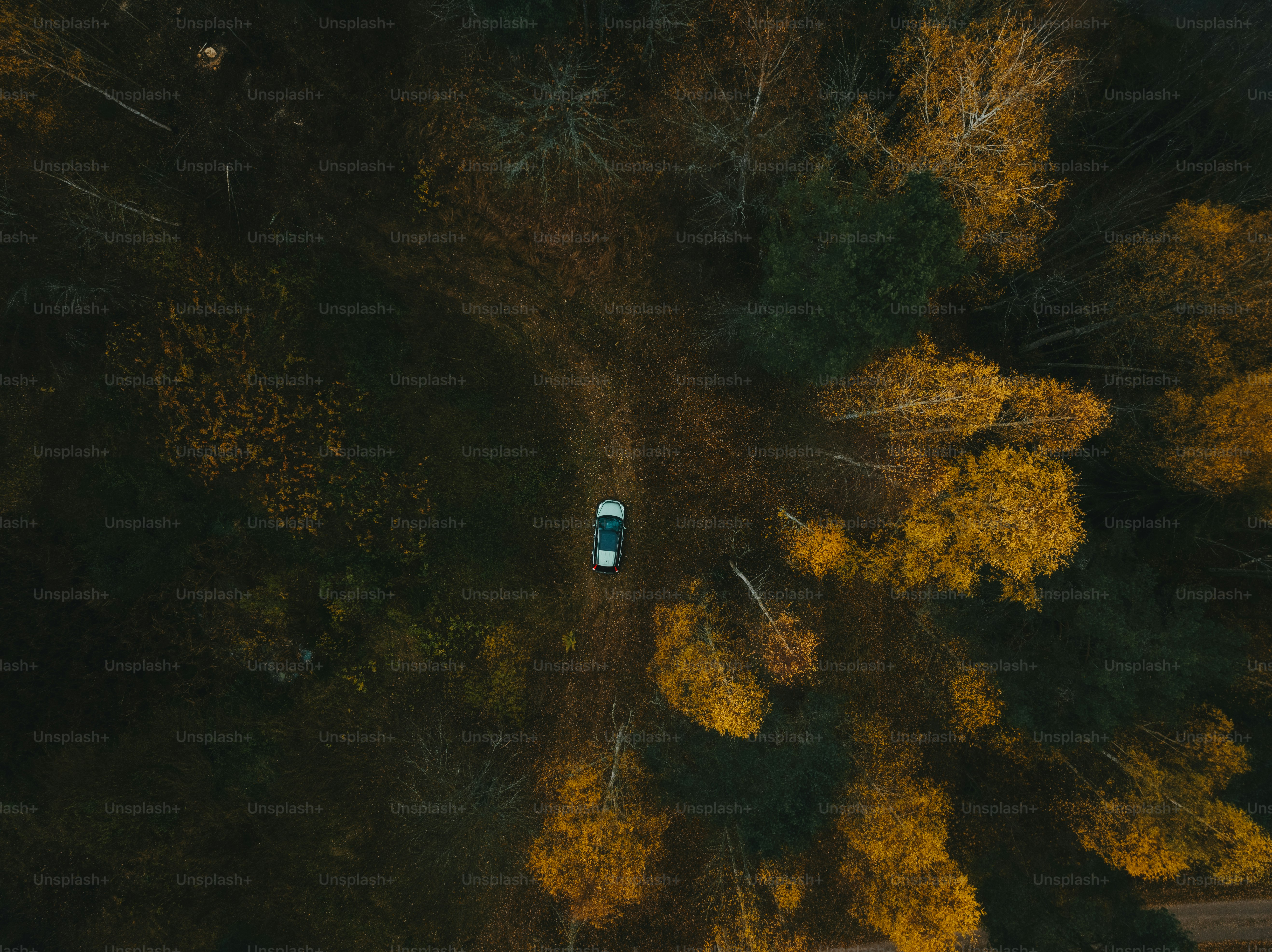 An aerial view of a car driving through a forest photo – Car Image on ...