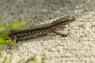 Un lagarto que está sentado en el suelo