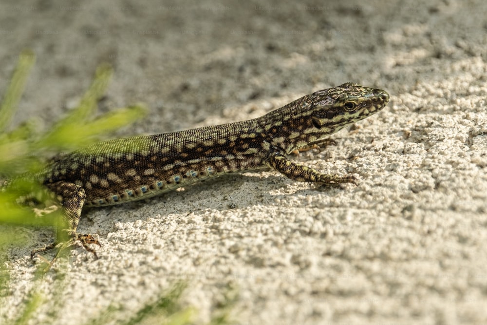 a lizard that is sitting on the ground