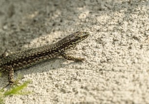 a lizard that is laying down on the ground